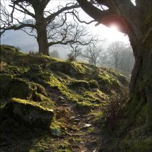 through the forest.jpg